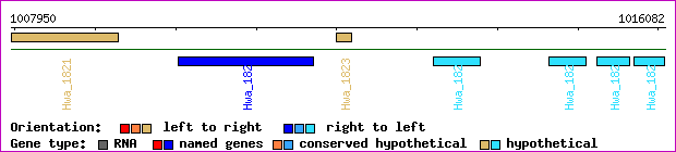 gene map
