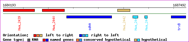gene map