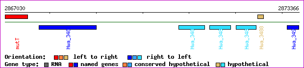 gene map