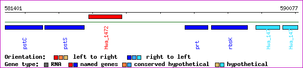 gene map