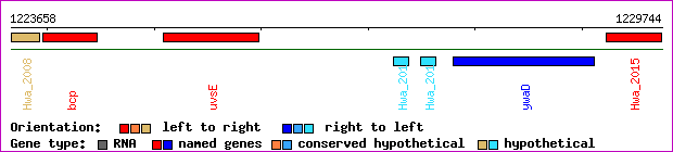 gene map