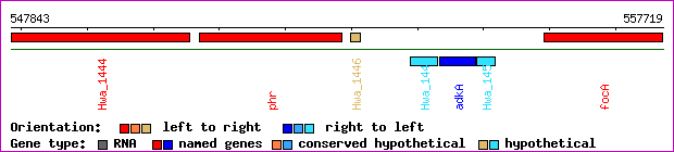 gene map