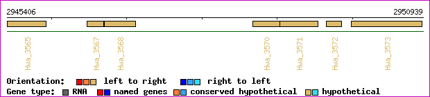 gene map