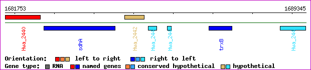 gene map