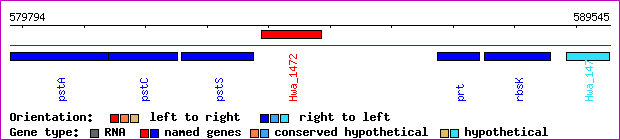 gene map