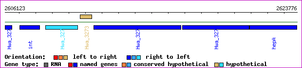 gene map