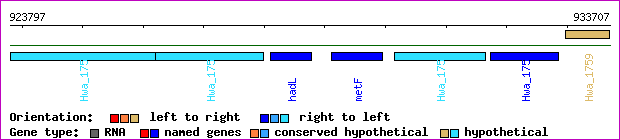 gene map