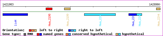 gene map