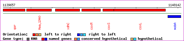 gene map