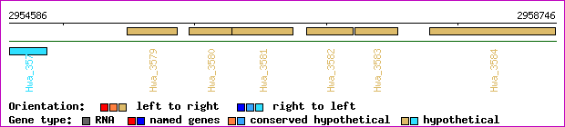 gene map