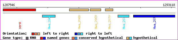 gene map