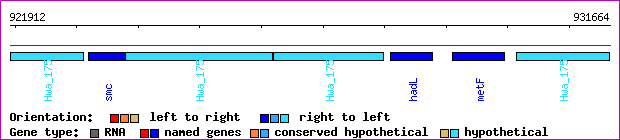gene map