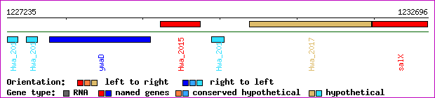gene map