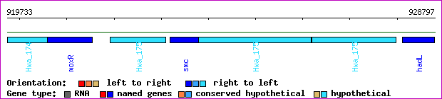 gene map