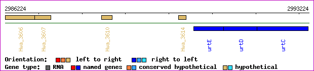 gene map