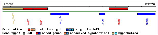 gene map