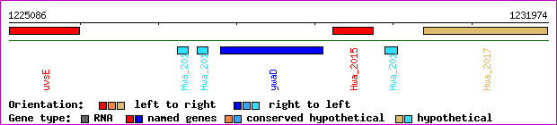 gene map