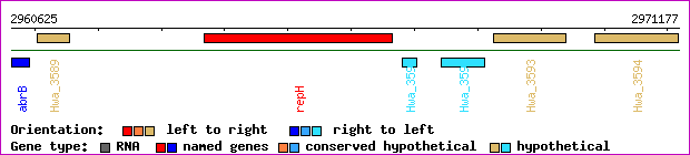 gene map