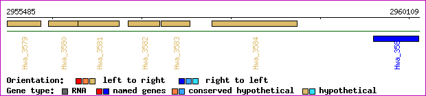 gene map