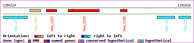 gene map