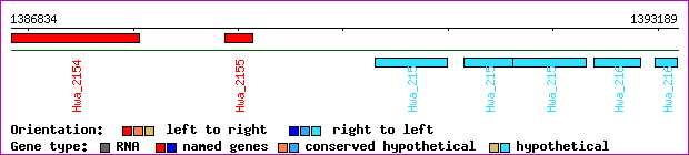 gene map