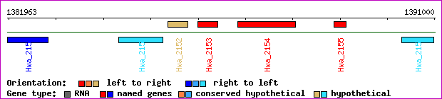 gene map