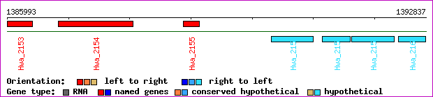 gene map