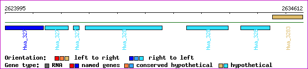 gene map