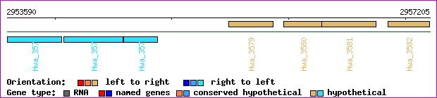 gene map