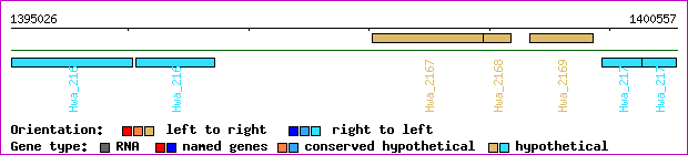 gene map