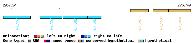 gene map