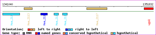 gene map