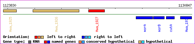 gene map