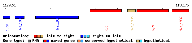 gene map