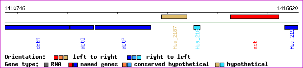 gene map