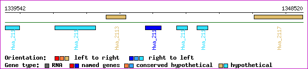 gene map