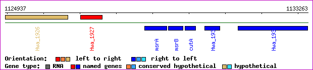 gene map