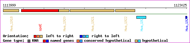gene map