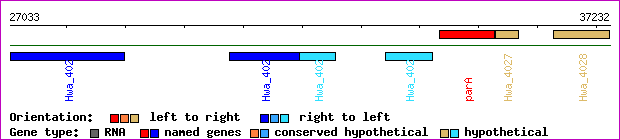 gene map