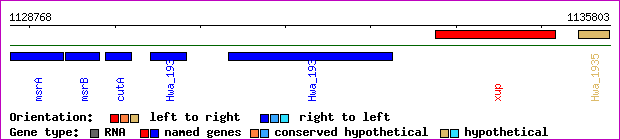 gene map