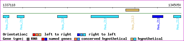 gene map