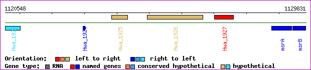 gene map