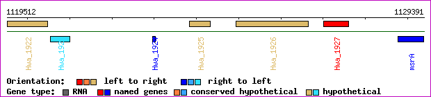 gene map
