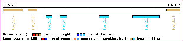 gene map