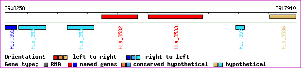 gene map