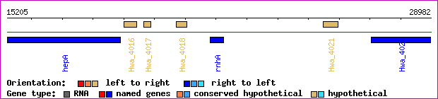 gene map