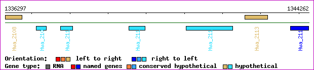 gene map