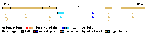 gene map