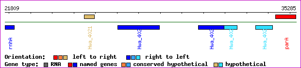 gene map