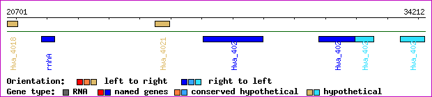 gene map